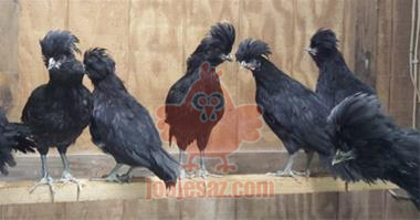 مرغ ارمنی