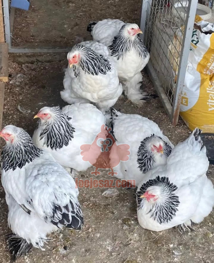 برهما امپراطور