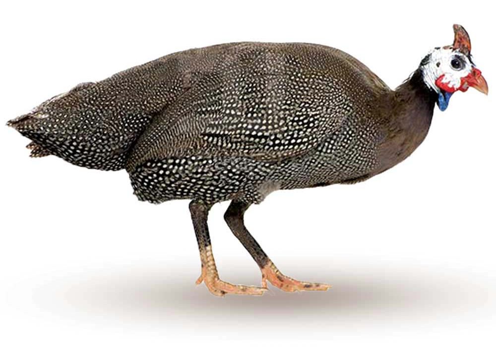 مرغ شاخدار