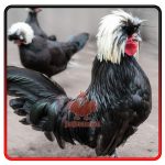 تخم نطفه دار لهستانی کاکل سفید