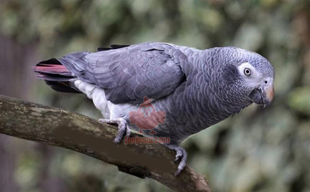 طوطی کاسکو دم شکلاتی
