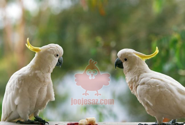 تخم نطفه دار طوطی کاکادو تاج زرد