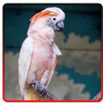 تخم نطفه دار طوطی کاکادو ملوکان