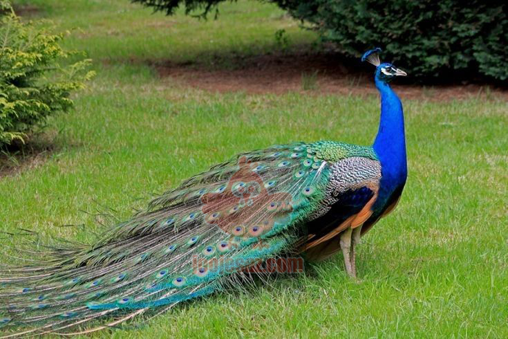 تخم نطفه دار طاووس هندی