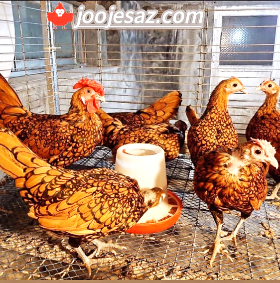 sebright chiken