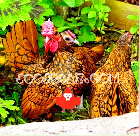 سبرایت