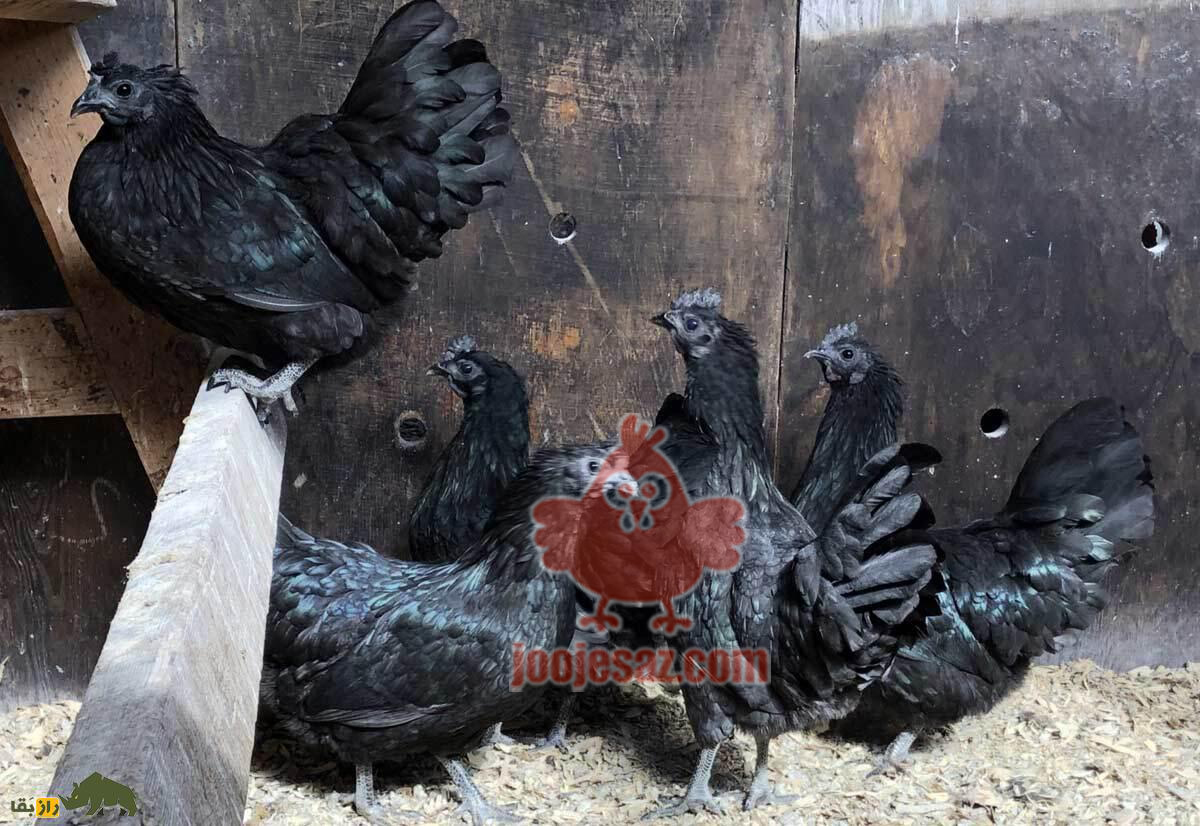 مرغ و خروس ایام سمانی