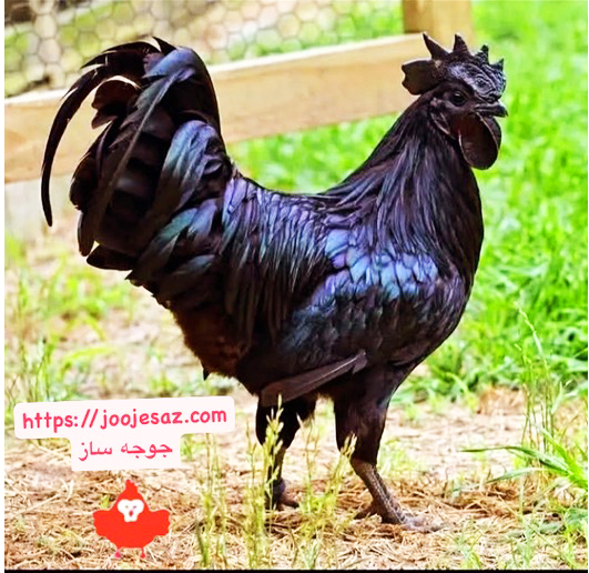 ایام سمانی
