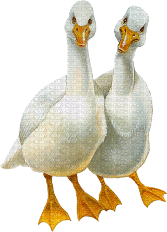 تغذیه غاز