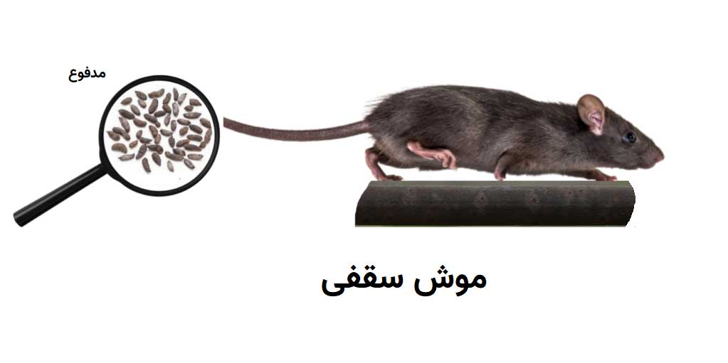 جوندگان مشکل ساز در مرغداری ها کدامند؟