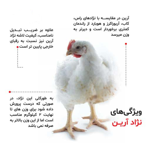 مرغ نژادآرین